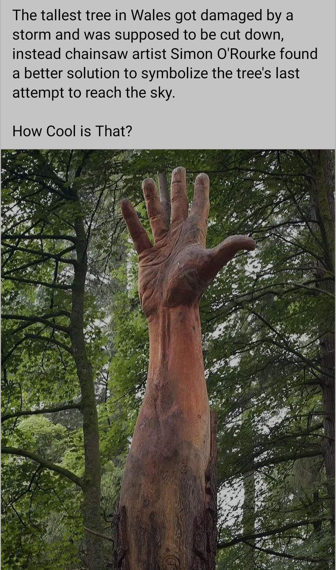 The tallest tree in Wales got damaged by a storm and was supposed to be cut down instead chainsaw artist Simon ORourke found a better solution to symbolize the trees last attempt to reach the sky How Cool is That