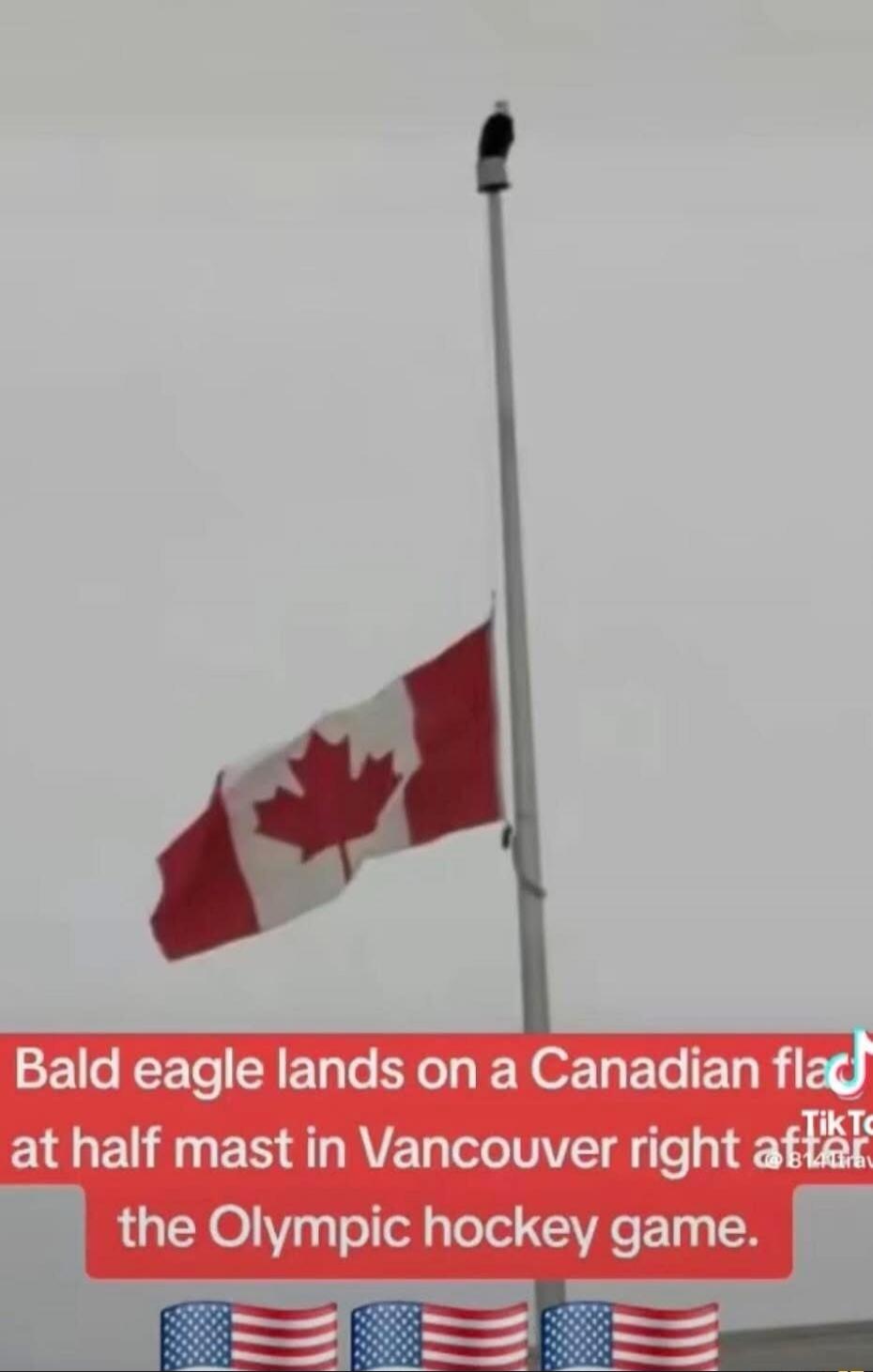 Bald eagle lands on a Canadian flag at half mast in Vancouver right after the Olympic hockey game.