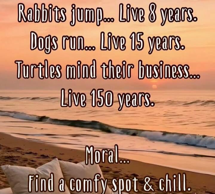 Rabbits jump... Live 8 years. Dogs run... Live 15 years. Turtles mind their business... Live 150 years. Moral... Find a comfy spot & chill.