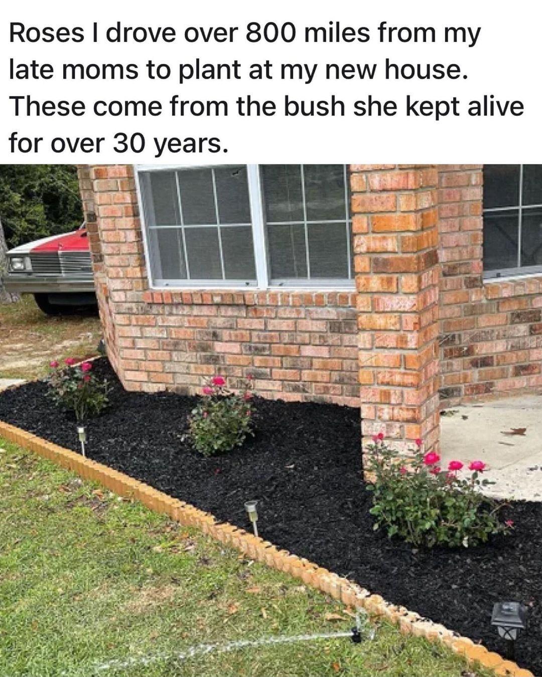 Roses drove over 800 miles from my late moms to plant at my new house These come from the bush she kept alive for over 30 years