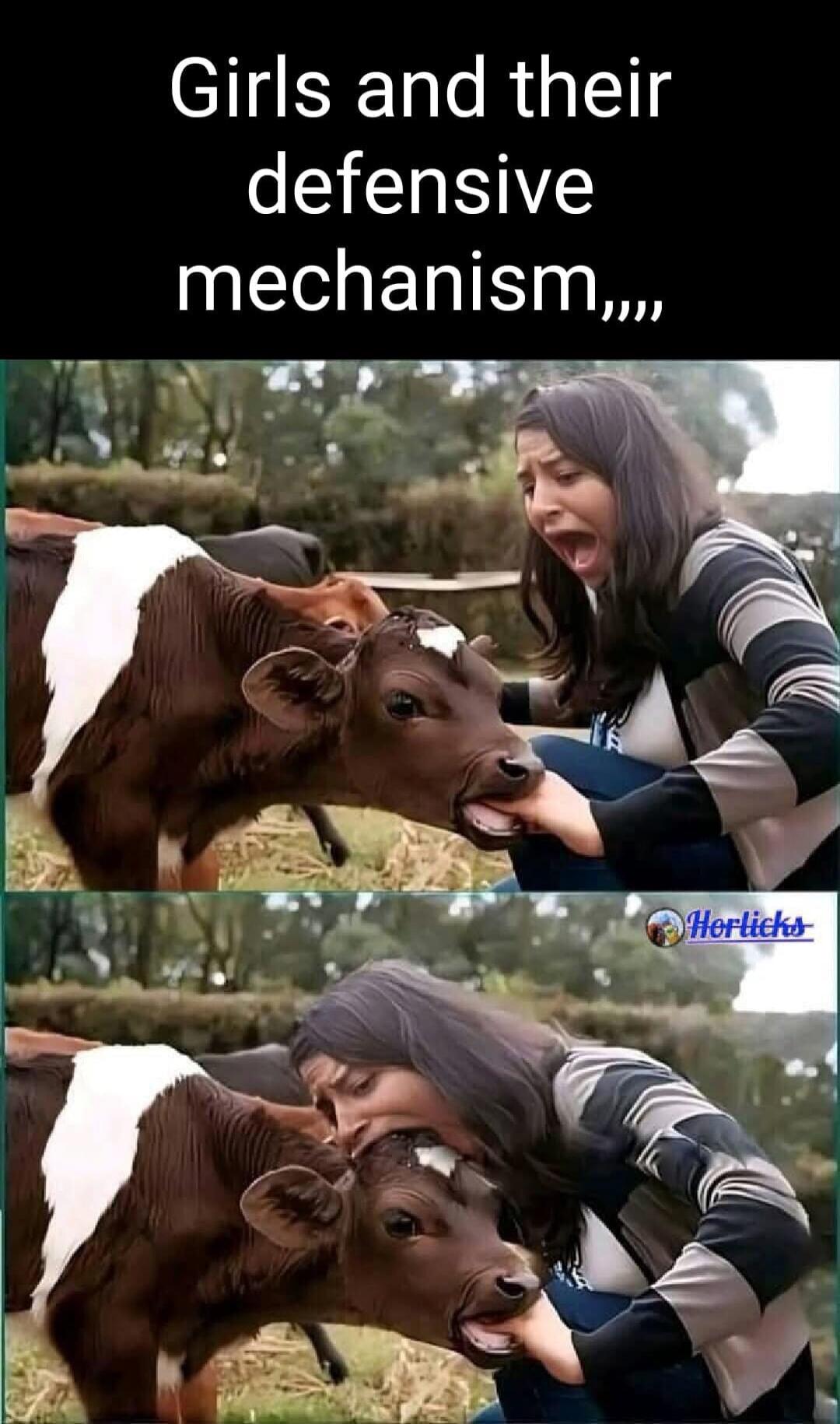 Girls and their defensive mechanism. A girl reacts with a scream as a calf sucks on her hand, then she 'bites' the calf's head in return.