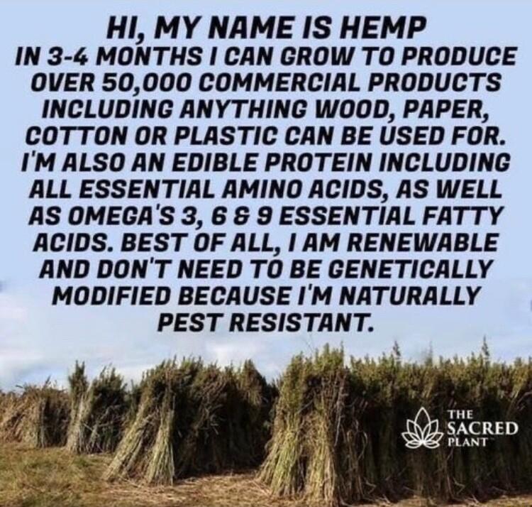 HI MY NAME IS HEMP IN 3 4 MONTHS CAN GROW TO PRODUCE OVER 50000 COMMERCIAL PRODUCTS INCLUDING ANYTHING WO0O0D PAPER COTTON OR PLASTIC CAN BE USED FOR IM ALSO AN EDIBLE PROTEIN INCLUDING ALL ESSENTIAL AMINO ACIDS AS WELL AS OMEGAS 3 6 8 9 ESSENTIAL FATTY ACIDS BEST OF ALL AM RENEWABLE AND DONT NEED TO BE GENETICALLY MODIFIED BECAUSE IM NATURALLY PEST RESISTANT