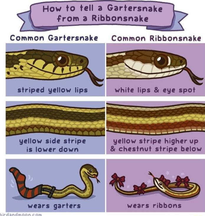 How to tell 2 Gartersnake from 2 Ribbonsnake I b Common Gartersnake Common Ribbonsnake striped yellow lips white lips eye spot _ Y rryrpoyey R yellow side stripe yellow stripe higher vp is lower down chestnut stripe below DHOA R wears garters wears ribbons