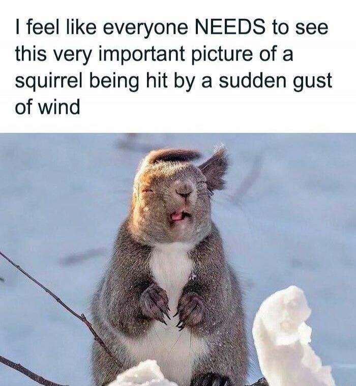 I feel like everyone NEEDS to see this very important picture of a squirrel being hit by a sudden gust of wind