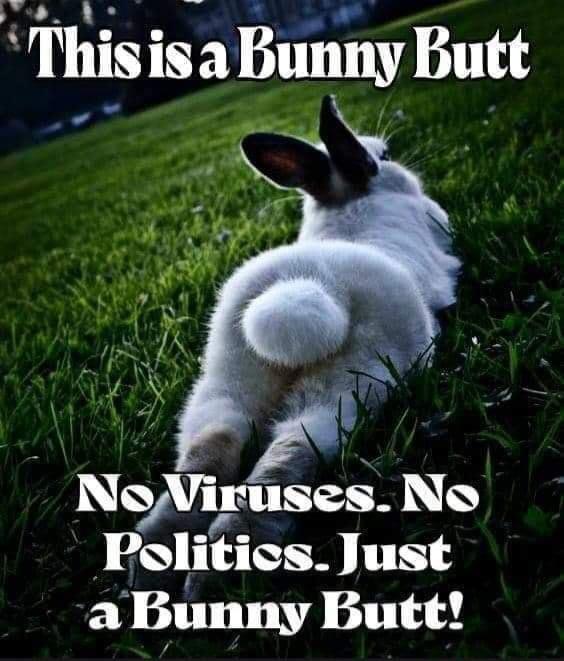 vlliisisvaliuhily Butt T NQVillle N Politics Just aBunny Butt
