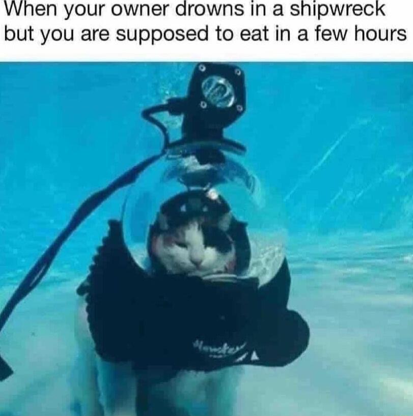 When your owner drowns in a shipwrec but you are supposed to eat in a few