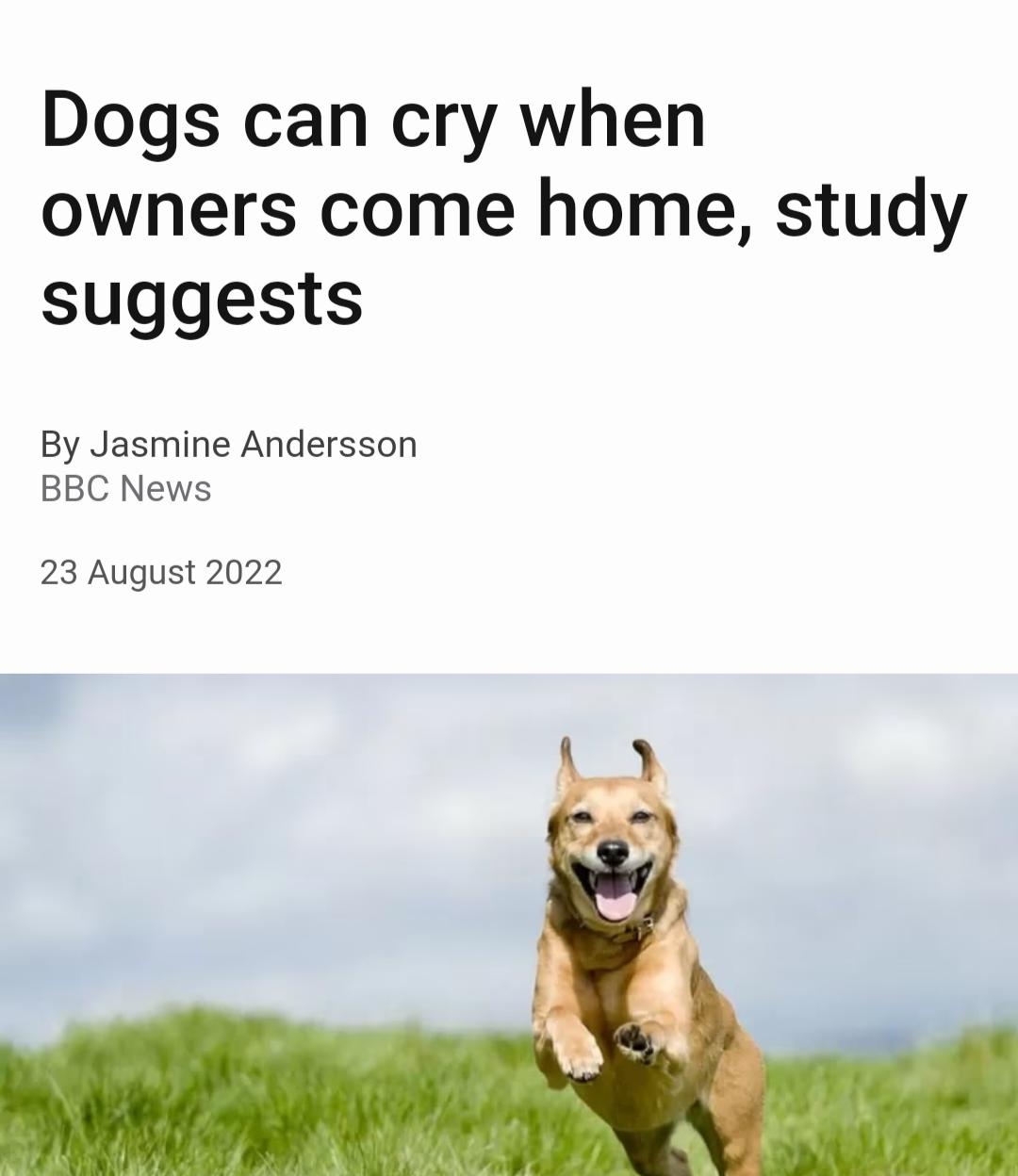 Dogs can cry when owners come home study suggests By Jasmine Andersson BBC News 23 August 2022 GETTY IMAGES