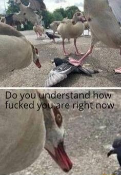 Do you understand how fucked you are right now