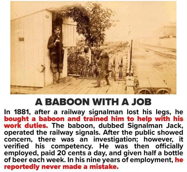 A BABOON WITH A JOB In 1881 after a railway signalman lost his legs he bought a baboon and trained him to help with his work duties The baboon dubbed Signalman Jack operated the railway signals After the public showed concern there was an investigation however it verified his competency He was then officially employed paid 20 cents a day and given half a bottle of beer each week In his nine years 