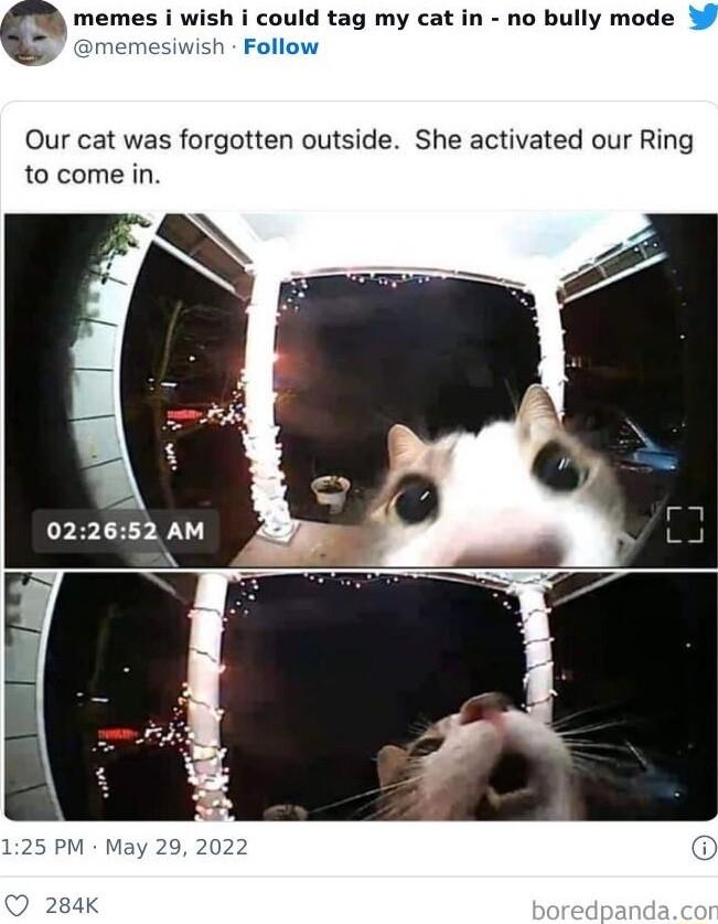 ould tag my cat in no bully mode Our cat was forgotten outside She activated our Ring to come in 022652 AM N
