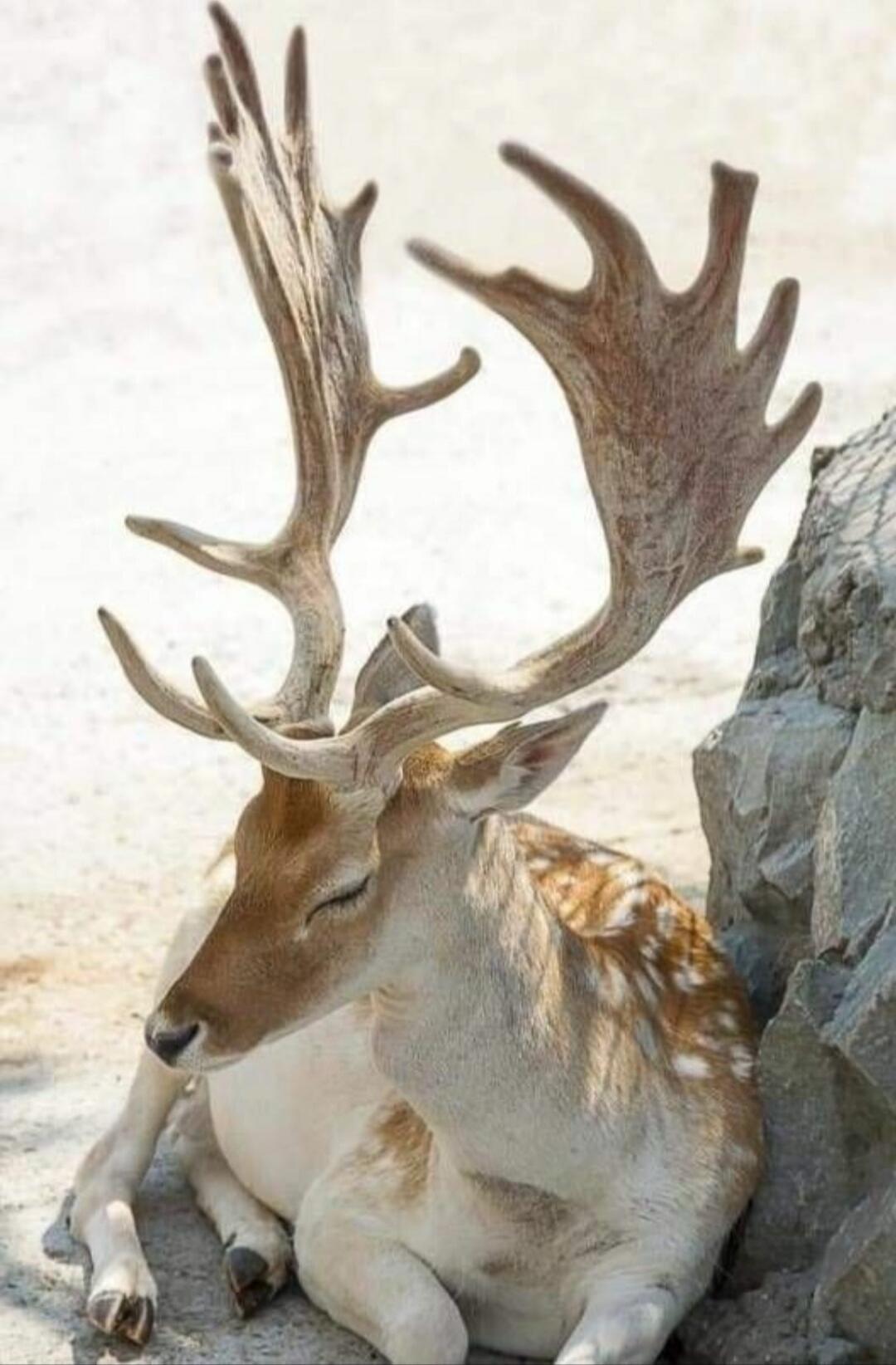 A deer with large antlers resting near a rock.