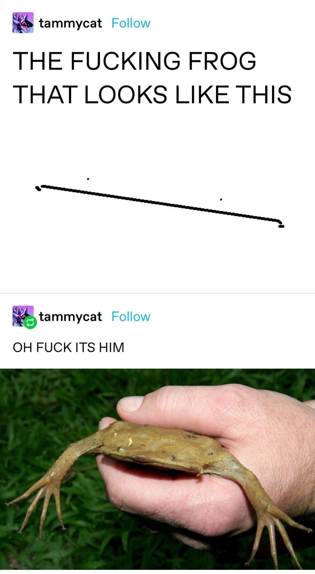 tammycat Follow THE FUCKING FROG THAT LOOKS LIKE THIS tammycat Follow OH FUCKITS HIM