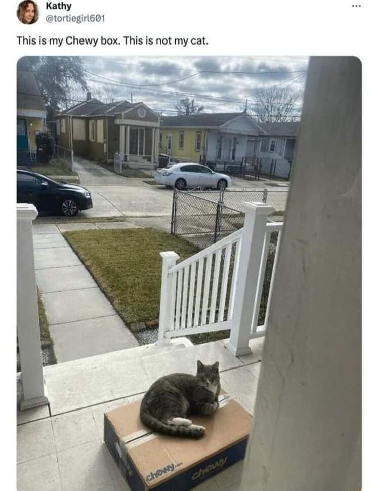 Kathy tegis01 This is my Chewy box This is not my cat