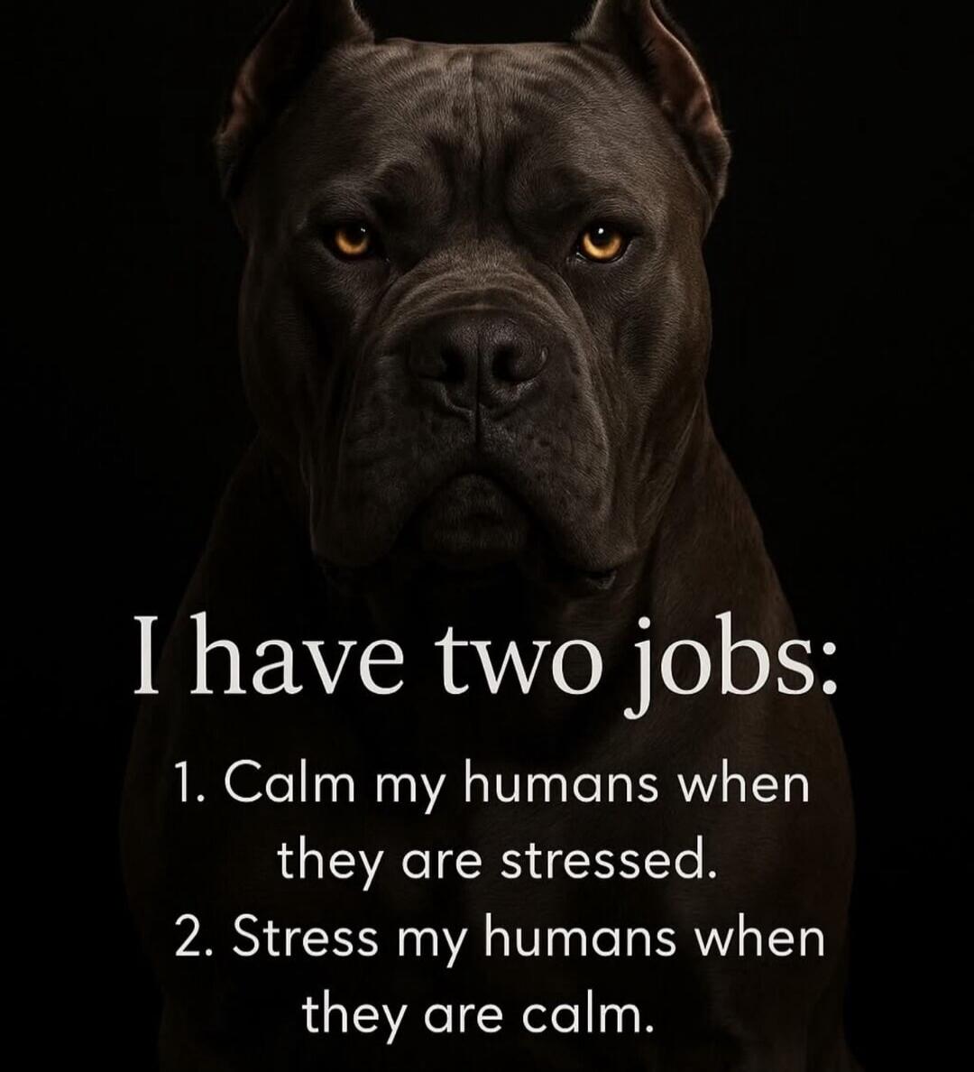 I have two jobs: 1. Calm my humans when they are stressed. 2. Stress my humans when they are calm.