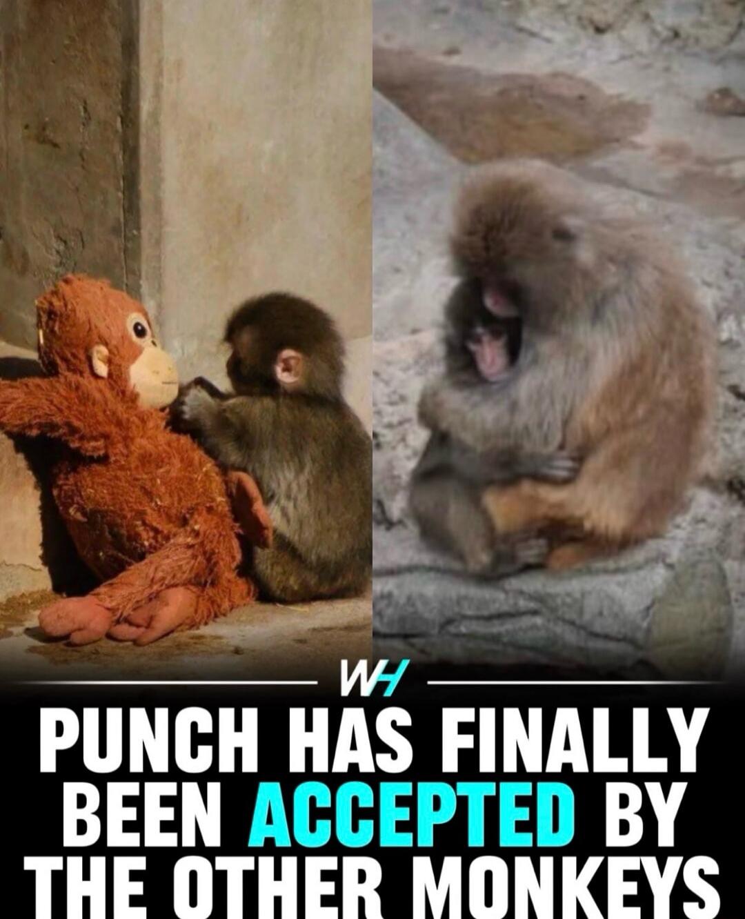 WH PUNCH HAS FINALLY BEEN ACCEPTED BY THE OTHER MONKEYS