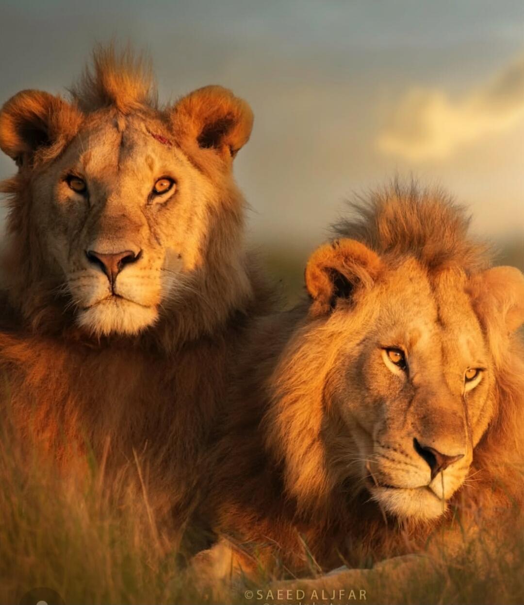 Two lions lying in tall grass, looking toward the camera. Majestic male lions with thick manes in a warm, golden light.
