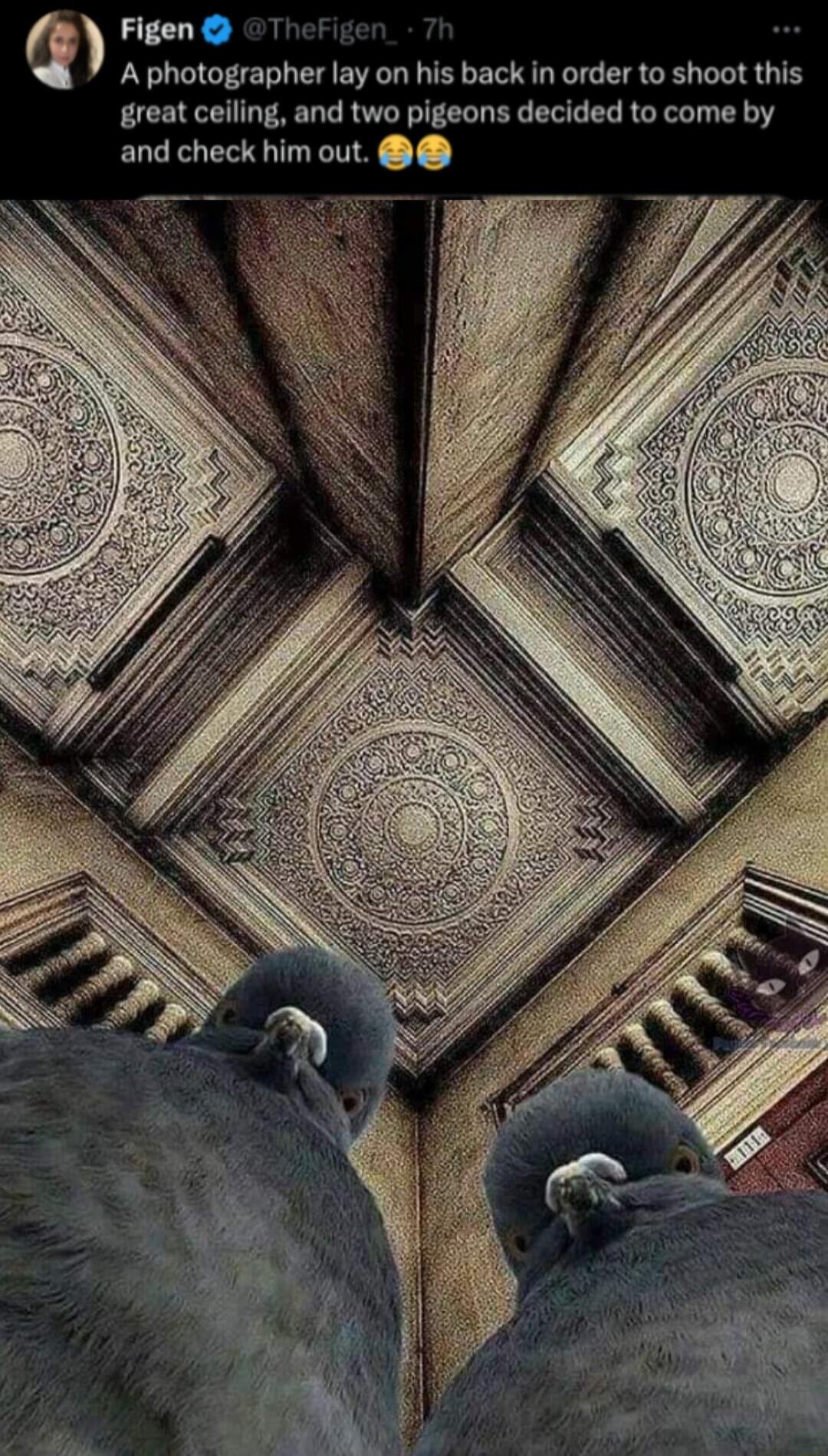 Q Figen A photographer lay on his back in order to shoot this great ceiling and two pigeons decided to come by and check him out