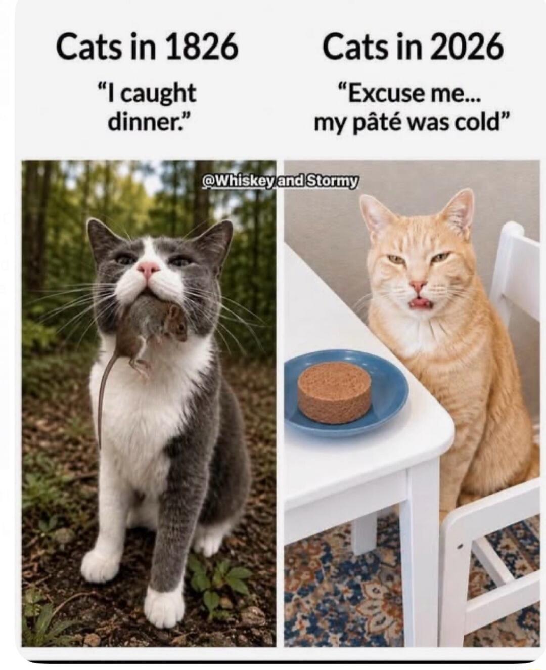 Cats in 1826 