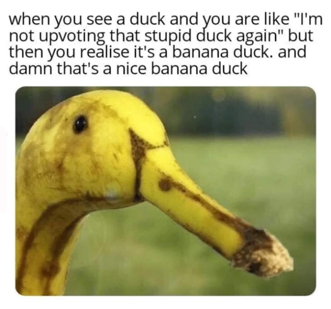 when you see a duck and you are like Im not upvoting that stupid duck again but then you realise its a banana duck and damn thats a nice banana duck