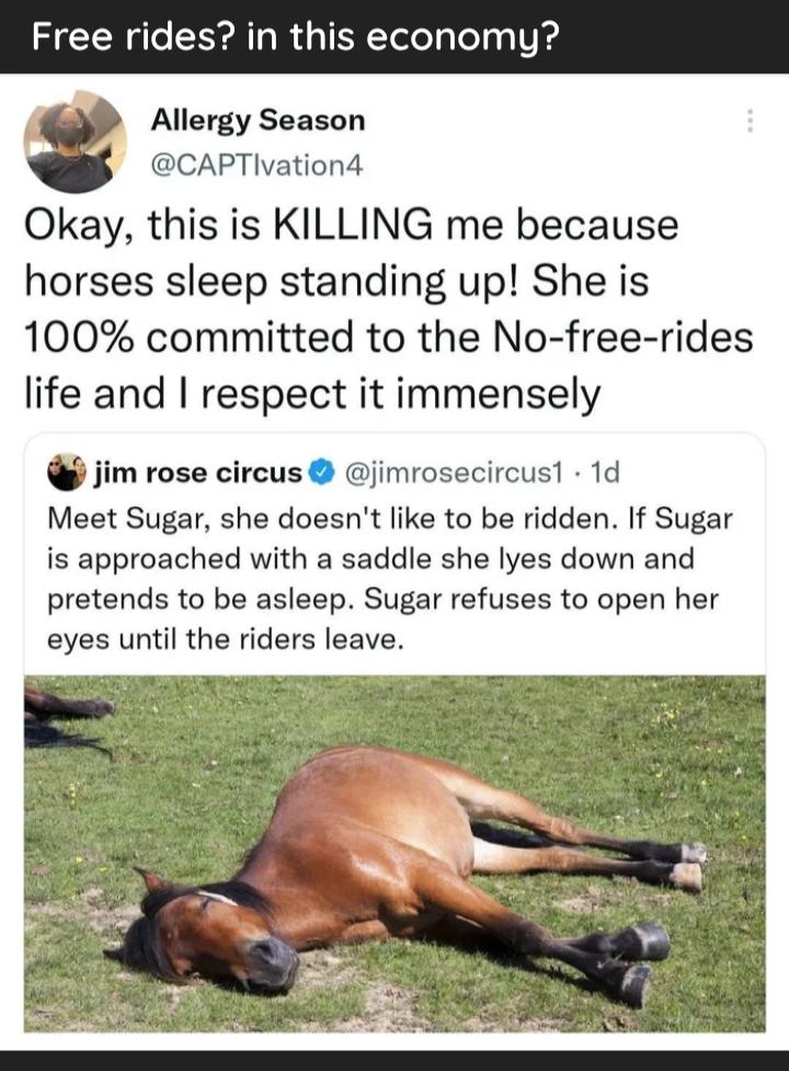 e rides in this economy Allergy Season CAPTlvationd Okay this is KILLING me because horses sleep standing up She is 100 committed to the No free rides life and respect it immensely jim rose circus jimrosecircust 1d Meet Sugar she doesnt like to be ridden If Sugar is approached with a saddle she lyes down and pretends to be asleep Sugar refuses to open her eyes until the riders leave