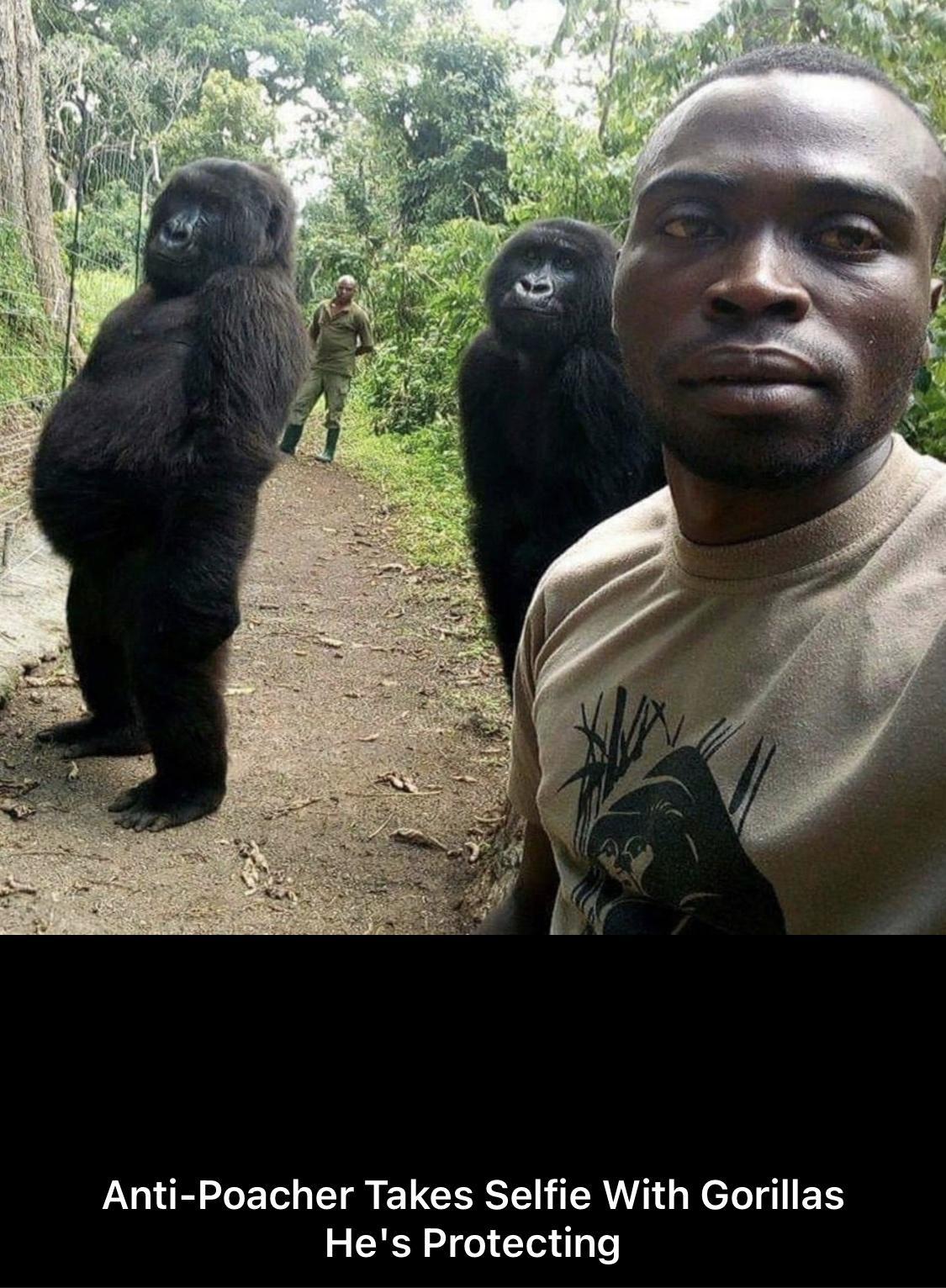 T f 2 Anti Poacher Takes Selfie With Gorillas Hes Protecting