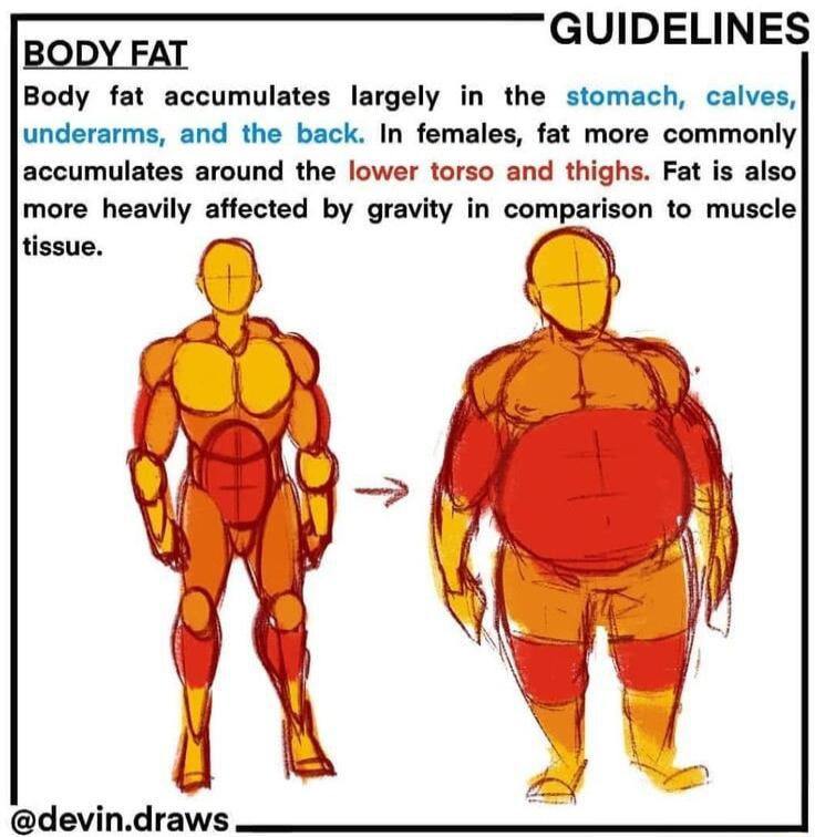 GUIDELINES BODY FAT Body fat accumulates largely in the stomach calves underarms and the back In females fat more commonly accumulates around the lower torso and thighs Fat is also more heavily affected by gravity in comparison to muscle devindraws