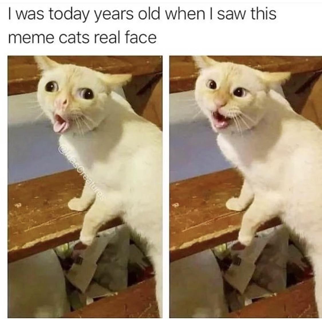 was today years old when saw this meme cats real face