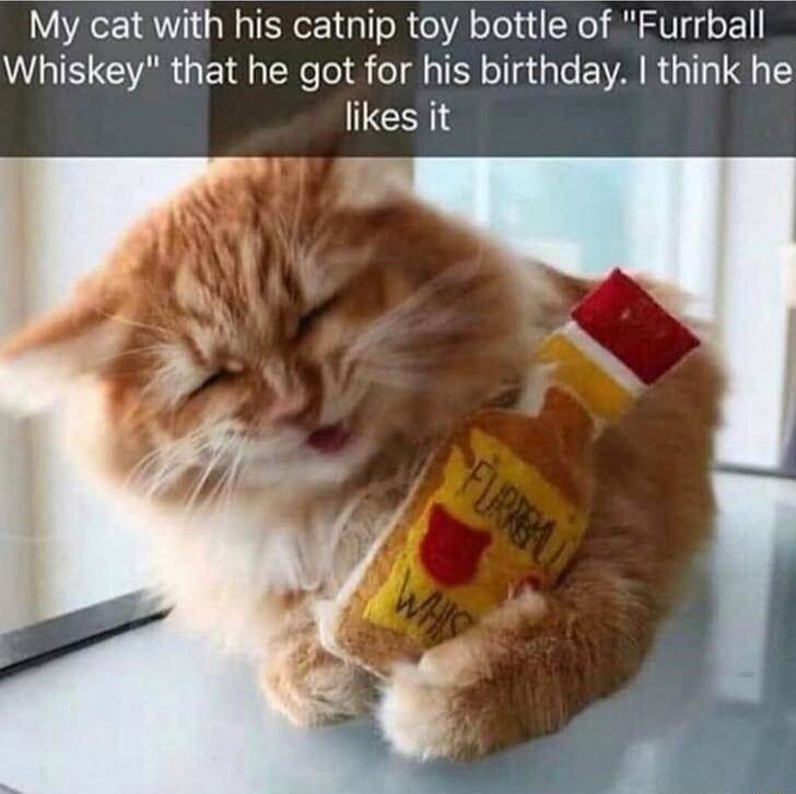 My cat with his catnip toy bottle of Furrball Whiskey that he got for his birthday think he likes it