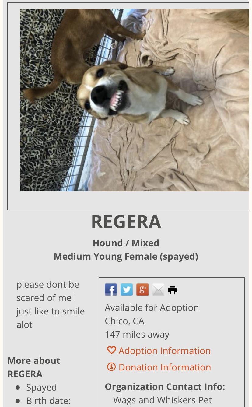 REGERA Hound Mixed Medium Young Female spayed please dont be L scared of me i n u just like to smile Available for Adoption alot Chico CA 147 miles away More about REGERA Spayed Organization Contact Info e Birth date Wags and Whiskers Pet