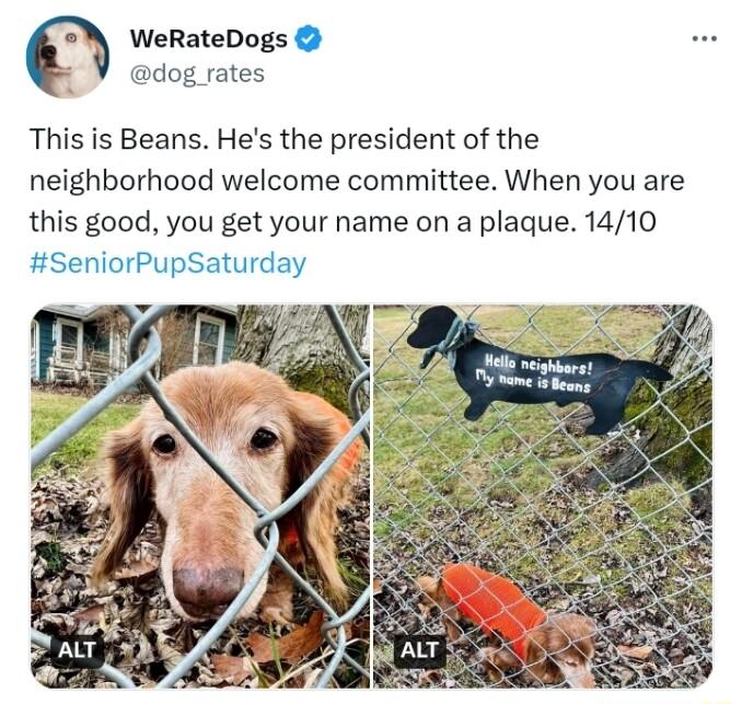 WeRateDogs dog rates This is Beans Hes the president of the neighborhood welcome committee When you are this good you get your name on a plaque 1410 SeniorPupSaturday