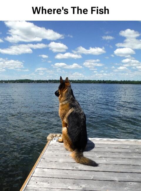 Where's The Fish
