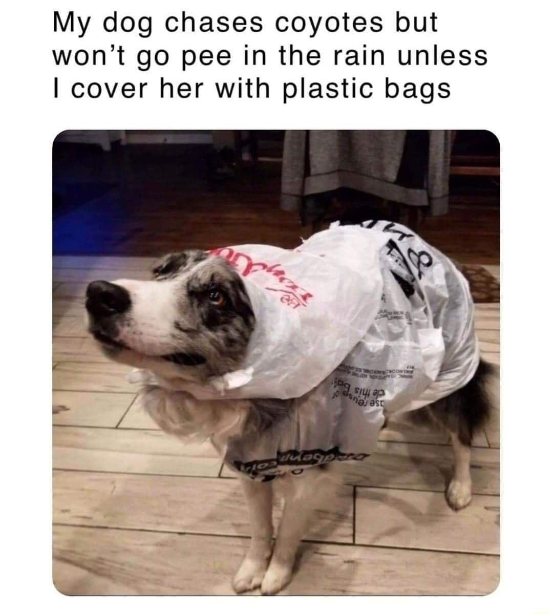 My dog chases coyotes but wont go pee in the rain unless cover her with plastic bags