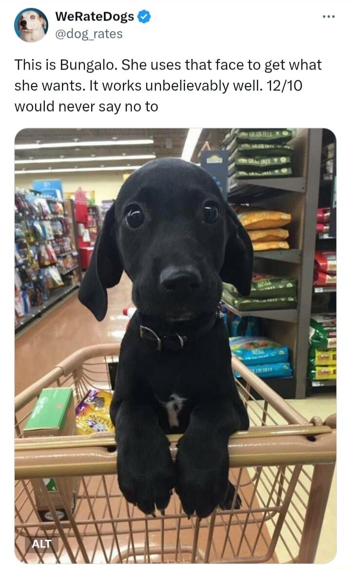 WeRateDogs @dog_rates This is Bungalo. She uses that face to get what she wants. It works unbelievably well. 12/10 would never say no to ALT