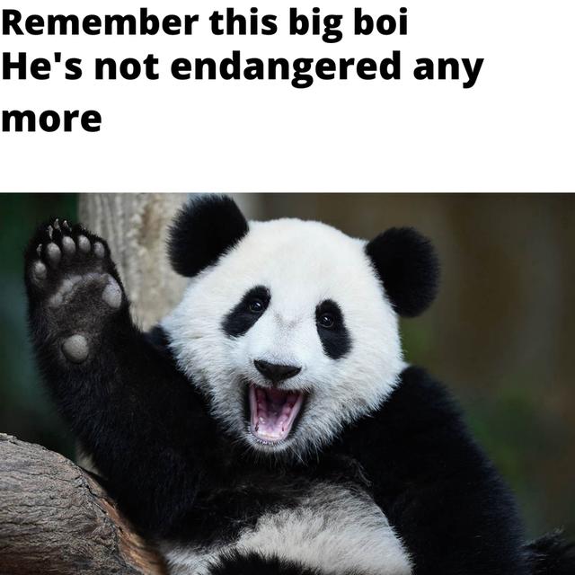 Remember this big boi Hes not endangered any more