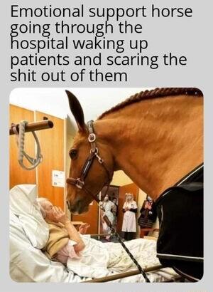 Emotional sufgport horse oing through the P ospital waking up atients and scaring the shit out of them