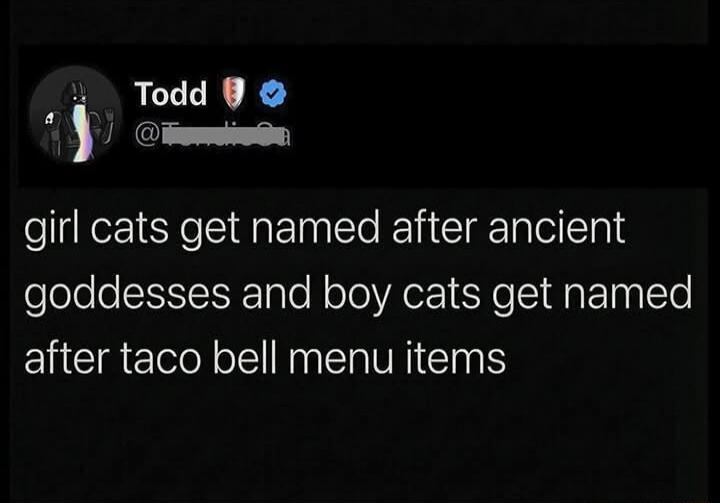 girl cats get named after ancient goddesses and boy cats get named after taco bell menu items