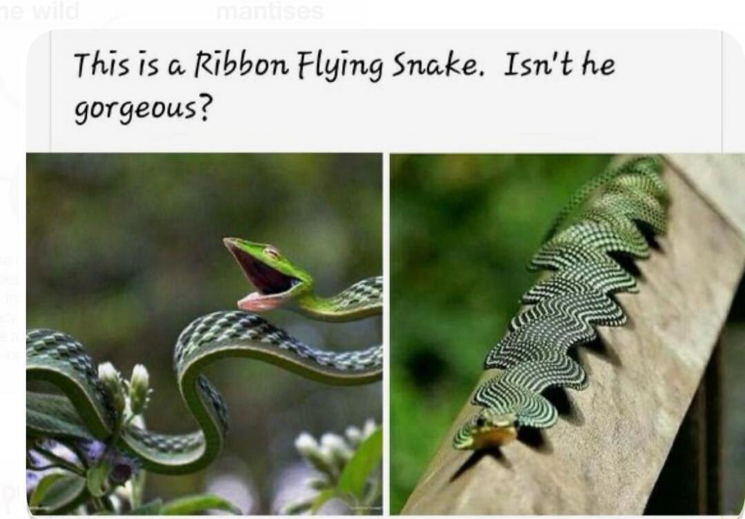 This is a Ribbon Flying Snake. Isn't he gorgeous?