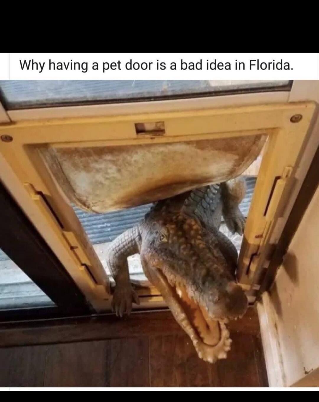 Why having a pet door is a bad idea in Florida.