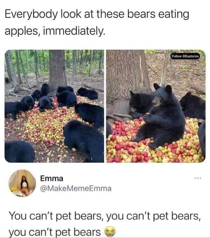 Everybody look at these bears eating apples immediately Emma v A MakeMemeEmma You cant pet bears you cant pet bears you cant pet bears