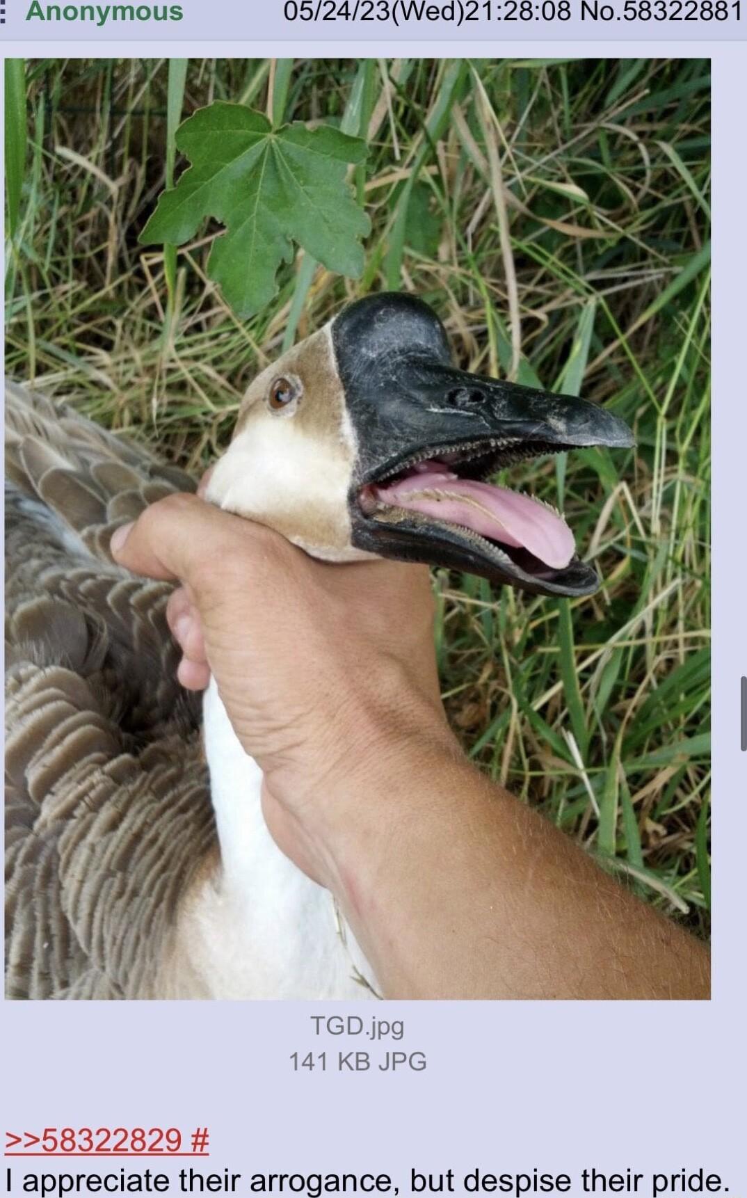 58322829 appreciate their arrogance but despise thei