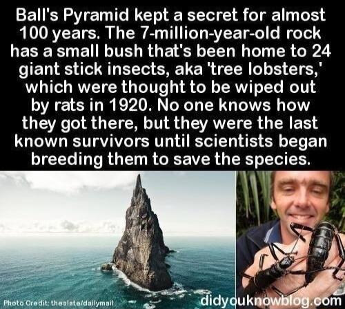 Balls Pyramid kept a secret for almost 100 years The 7 million year old rock LESEREELRGE 3 XD R TN R 2 giant stick insects aka tree lobsters which were thought to be wiped out by rats in 1920 No one knows how LU Tl S TRV EVATTT R O R ERY known survivors until scientists began ICEC MR O R G VR R e T