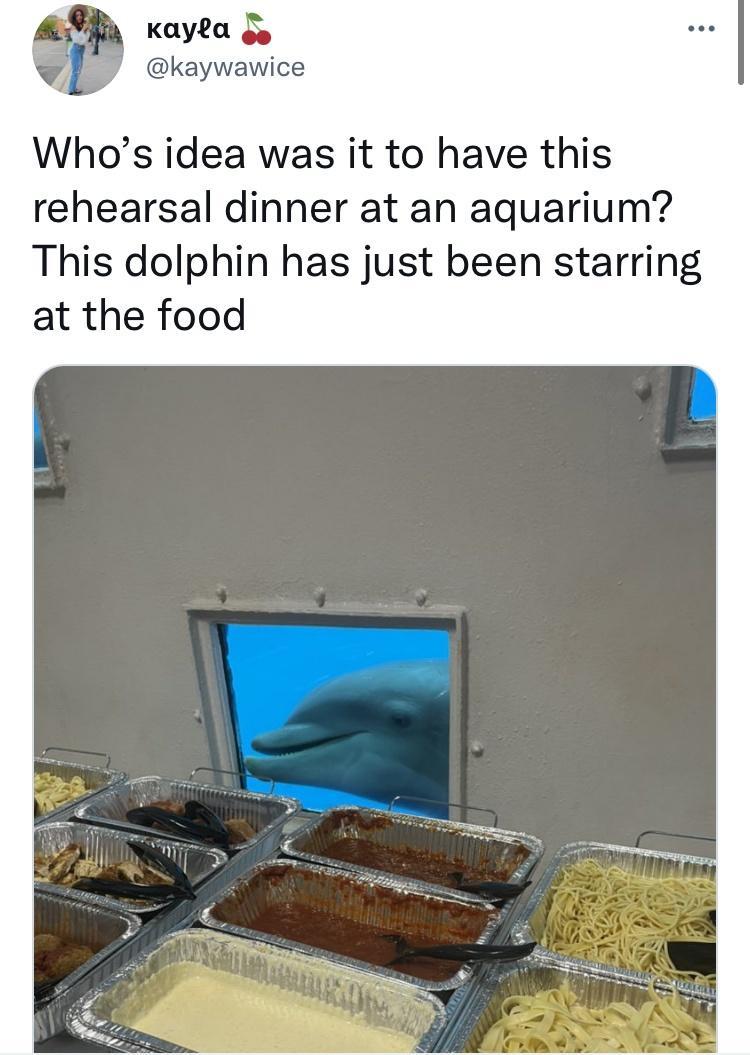 kayla 4 kaywawice Whos idea was it to have this rehearsal dinner at an aquarium This dolphin has just been starring at the food