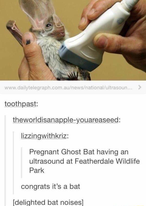 theworldisanapple youareaseed lizzingwithkriz Pregnant Ghost Bat having an ultrasound at Featherdale Wildlife Park congrats its a bat delighted bat noises