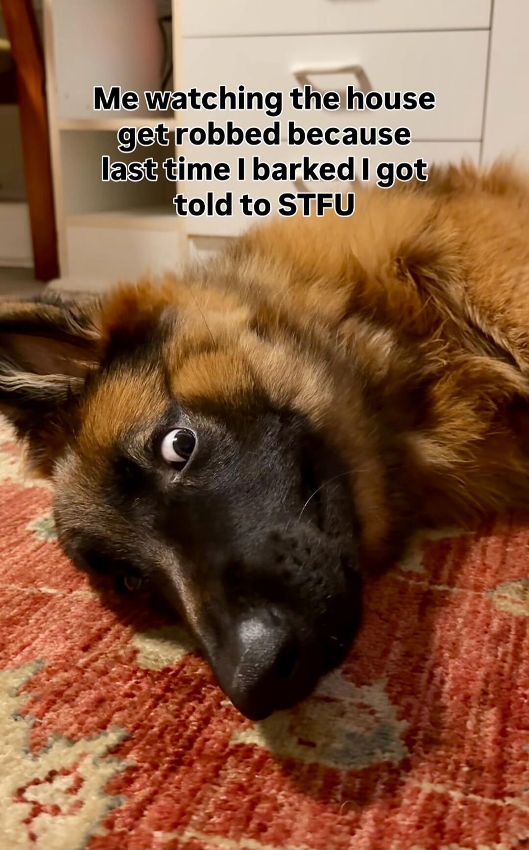 Me watching the house get robbed because last time I barked I got told to STFU