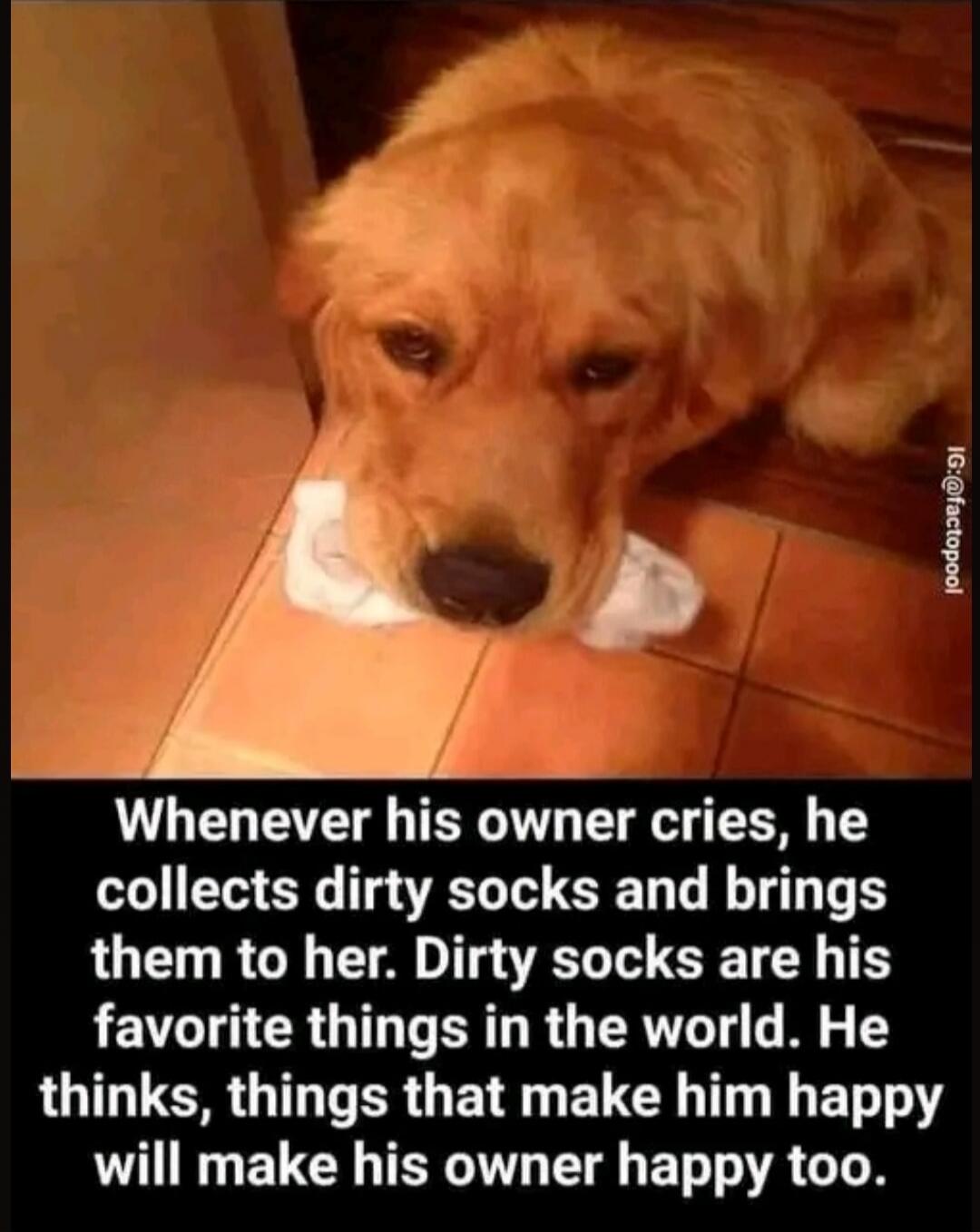 Whenever his owner cries, he collects dirty socks and brings them to her. Dirty socks are his favorite things in the world. He thinks, things that make him happy will make his owner happy too.