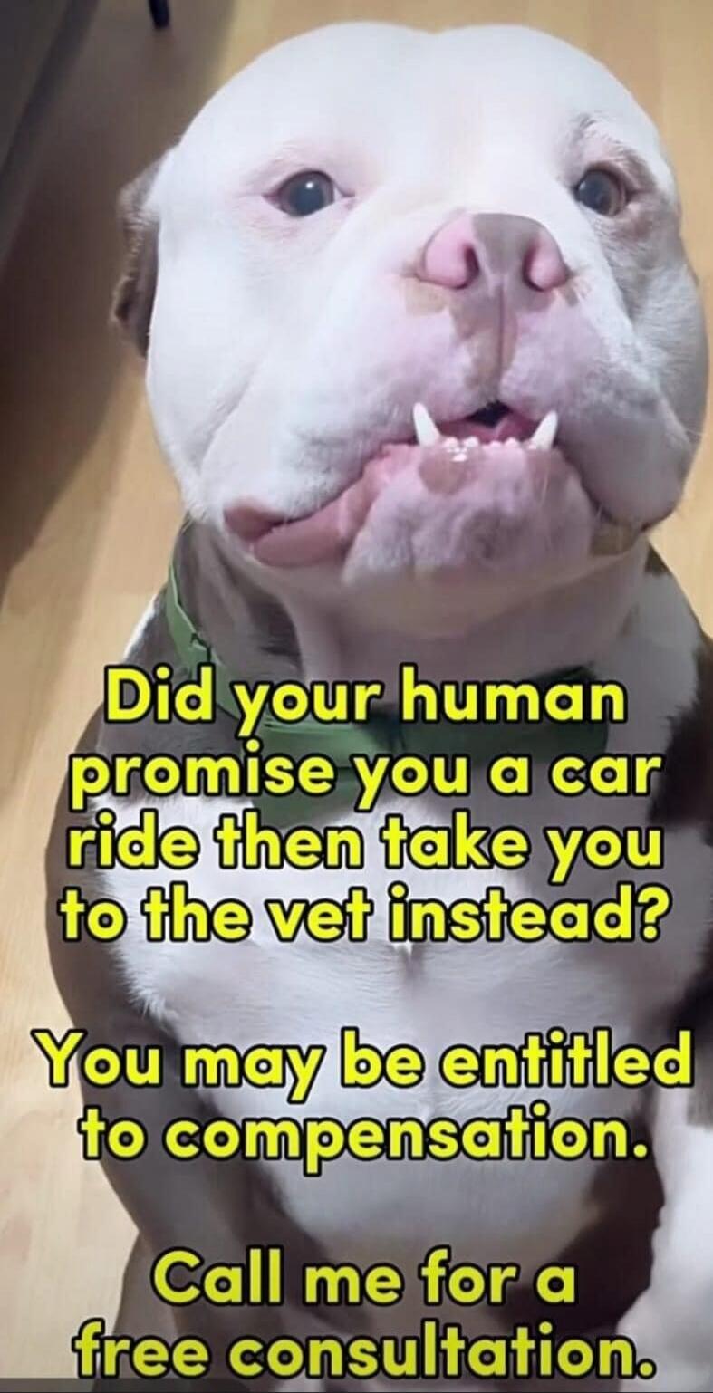 Did your human promise you a car ride then take you to the vet instead? You may be entitled to compensation. Call me for a free consultation.