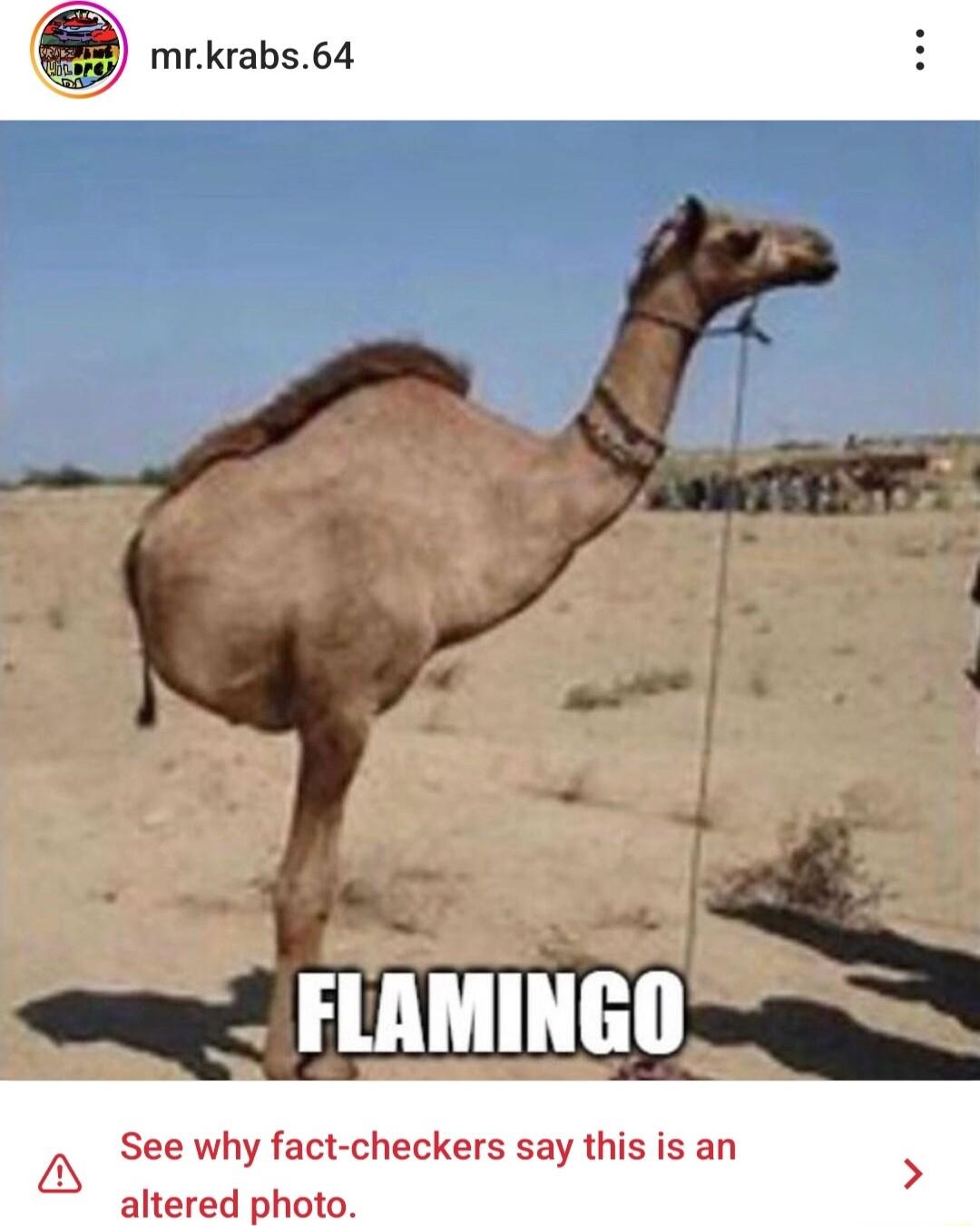 9 mrkrabs64 FLAMINGO See why fact checkers say this is an N altered photo