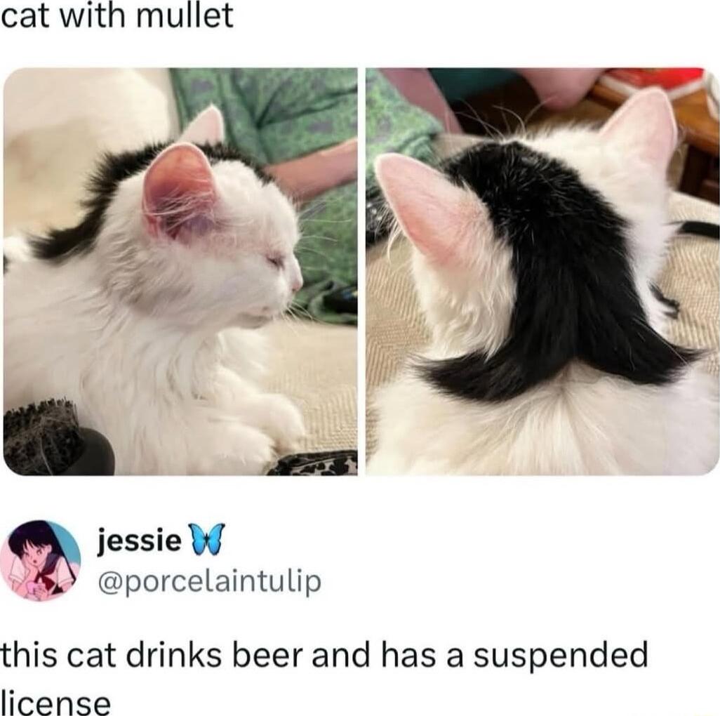 cat with mullet jessie W il porcelaintulip this cat drinks beer and has a suspended license