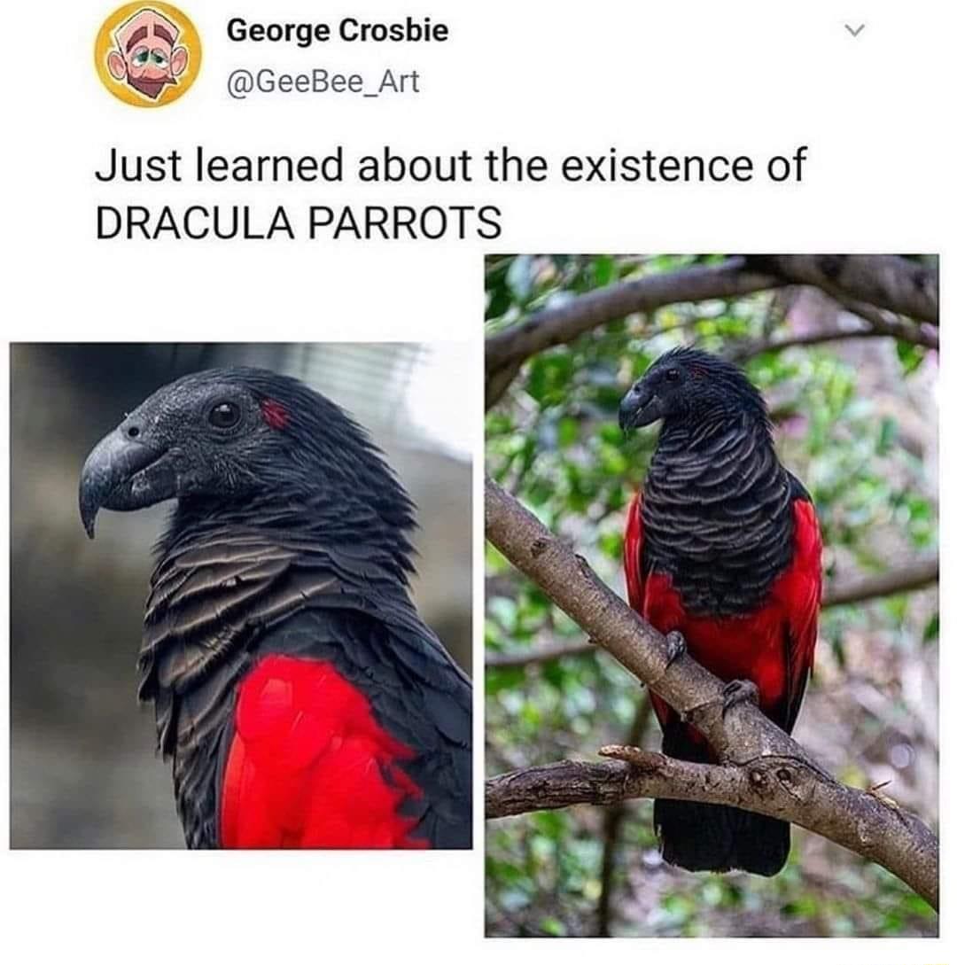 George Crosbie Qy GeeBee_Art Just learned about the existence of DRACULA PARROTS