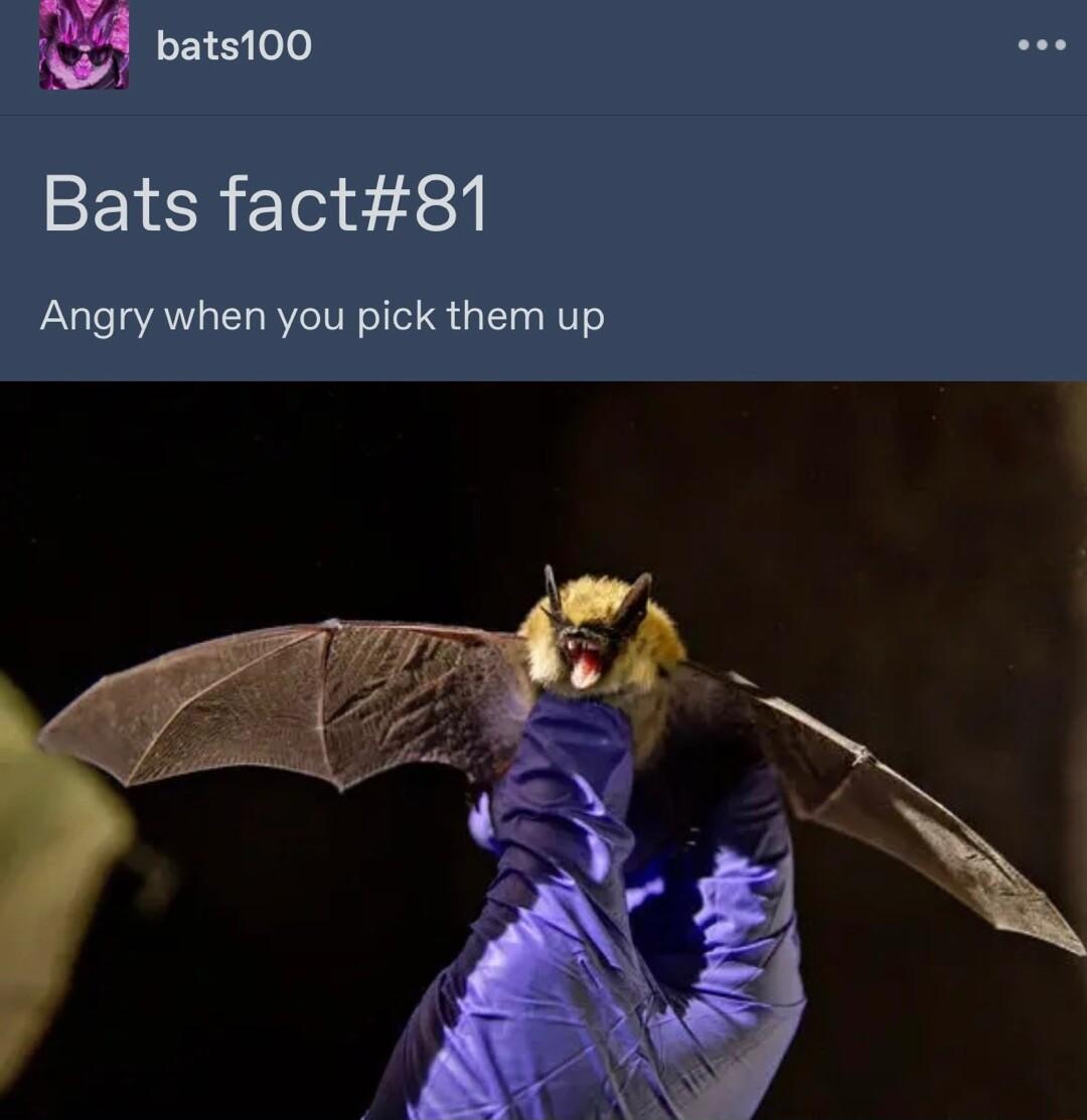 w bats100 Bats fact81 Angry when you pick them up